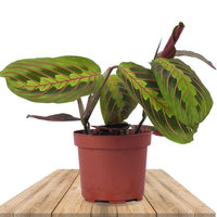 MARANTA LEUCONEURA ERYTHRONEURA (FASCINATOR)