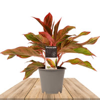 AGLAONEMA CRETA ROJO 25CM (AGLAONEMA COMMUTATUM CRETE)