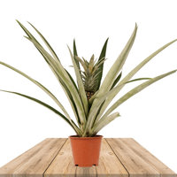 PLANTA PIÑA CHAMPACA 50CM - ANANÁ (ANANAS - BROMELIA)