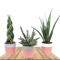 TRIO SANSEVIERIA CYLINDRICA CON MACETEROS