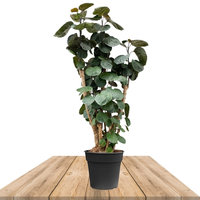 ARALIA FABIÁN 90CM (POLYSCIAS)