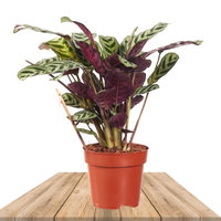 FISHBONE PRAYER PLANT 30CM (CTENANTHE BURLE MARXII)