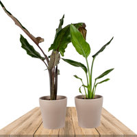 PACK DE 2 PLANTAS DE INTERIOR DUO TROPICAL: STRELITZIA & ALOCASIA