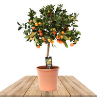 ÁRBOL CÍTRICO CALAMONDINA 80CM (CITROFORTUNELLA MITIS)