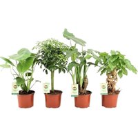 SET OF 4 HOUSEPLANTS TROPICAL MIX (ALOCASIA, SCHEFFLERA, MONSTERA & RADERMACHERA)
