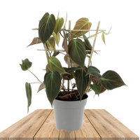 PHILODENDRON SCANDENS MICANS TRELLIS 45CM (FILODENDRO)