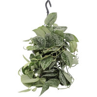 SCINDAPSUS 'SILVERY ANN' PLANTA COLGANTE