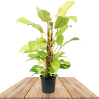 PHILODENDRON MALAY GOLD MOSS POLE 70CM