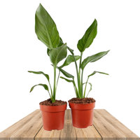 DUO PLANTAS AVE DEL PARAÍSO 35CM (STRELITZIA REGINAE)