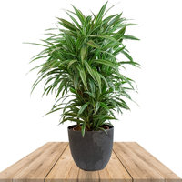 DRACAENA WARNECKEI 90CM IN ANTHRACITE POT (CORN PALM)