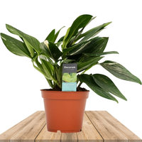 PHILODENDRON COBRA TOEF