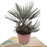 CHAMAEROPS HUMILIS CERIFERA 60CM (PALMITO)