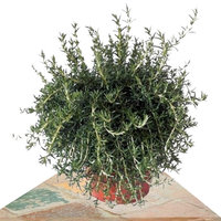 ROSEMARY 25CM (ROSMARINUS REPENS)