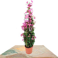 BUGANVILLA MORADA PIRAMIDAL 110CM (BOUGAINVILLEA SANDERIANA)