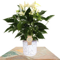 ANTURIO BLANCO 40CM EN MACETERO DE CERÁMICA (ANTHURIUM)