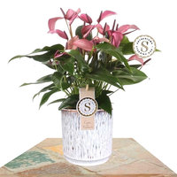 ANTURIO ZIZOU ROSA 40CM EN MACETERO DE CERÁMICA (ANTHURIUM)