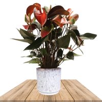 ANTURIO RAINBOW 40CM EN MACETERO DE CERÁMICA (ANTHURIUM)
