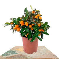 CITRUS FORTUNELLA MARGARITA (KUMQUAT)