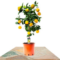 BITTER ORANGE TREE 85CM (CITRUS CANALICULATA)