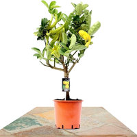 CÍTRICO MANO DE BUDA 80CM (CITRUS MEDICA SARCODACTYLIS)