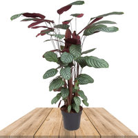 CALATHEA OPPENHEIMIANA 120CM (CTENANTHE)