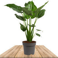 ELEPHANT EARS 100CM (ALOCASIA CUCULLATA)