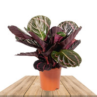 CALATHEA DOTTIE 40CM (PLANTA DE PAVO REAL)