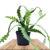 CACTUS ZIG ZAG (EPIPHYLLUM ANGULIGER)