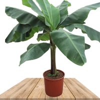 BANANA TREE 170CM (MUSA DWARF CAVENDISH TROPICAL)