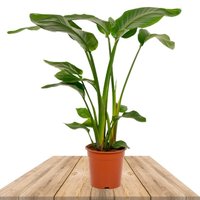 AVE DEL PARAÍSO 75CM (STRELITZIA NICOLAI)