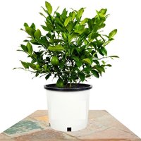 CITRUS LIMON BUSH (LEMON TREE)