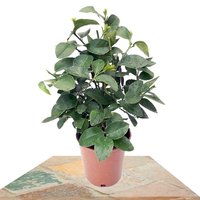 CITRUS LATIFOLIA BUSH (LIME TREE)