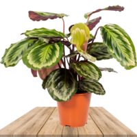 CALATHEA MISTY 75CM (PLANTA DE PAVO REAL)
