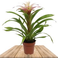 BROMELIA GUZMANIA DESEO BLANCA (GUZMANIA LIGULATA)