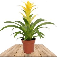 BROMELIA GUZMANIA DESEO AMARILLA (GUZMANIA LIGULATA)