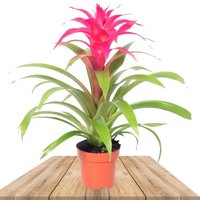 BROMELIA GUZMANIA DESEO ROSA (GUZMANIA LIGULATA)