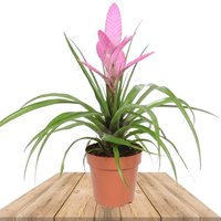 BROMELIA TILLANDSIA ANTONIO ROSA (CLAVEL DEL AIRE)