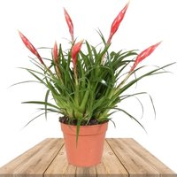 FLAMING SWORD BROMELIAD (BROMELIA VRIESEA MULTIFLORA)