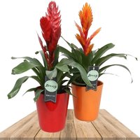 DUO BROMELIA VRIESEA ROJA Y NARANJA CON MACETAS