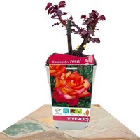 BICOLOUR ROSE LOW STEM 40CM