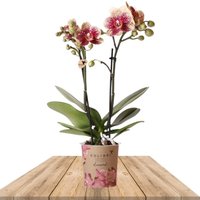 RED & YELLOW ORCHID FLORESPAÑA 35CM