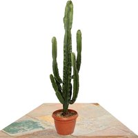 CACTUS EUPHORBIA ERITREA 140CM (EUPHORBIA ERYTHRAEAE)