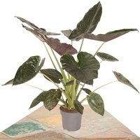 ELEPHANT EARS PLANT 120CM (ALOCASIA WENTII)