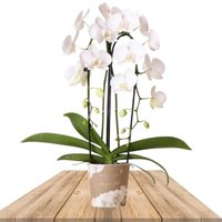 WHITE ORCHID BOW 45CM (PHALAENOPSIS)