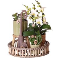 GIFT SET DECO NATURE WITH WHITE ORCHID & SUCCULENTS