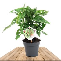 COSTILLA DE ADÁN 'MONKEY' (MONSTERA OBLIQUA)