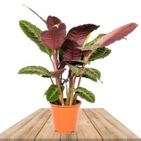 CALATHEA WARSCEWICZII 60-70CM (PLANTA DE PAVO REAL)