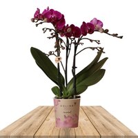 PURPLE ORCHID JOY RIDE 40CM (PHALAENOPSIS)