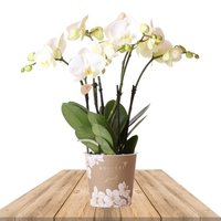 WHITE ORCHID MULTIFLORA 45CM (PHALAENOPIS)