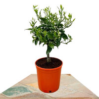 ÁRBOL NARANJO 35CM (CITRUS SINENSIS)